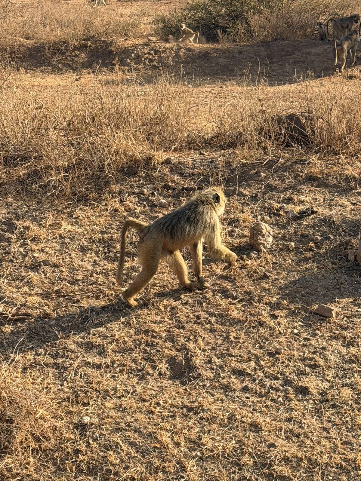 Babbuino nella savana keniota