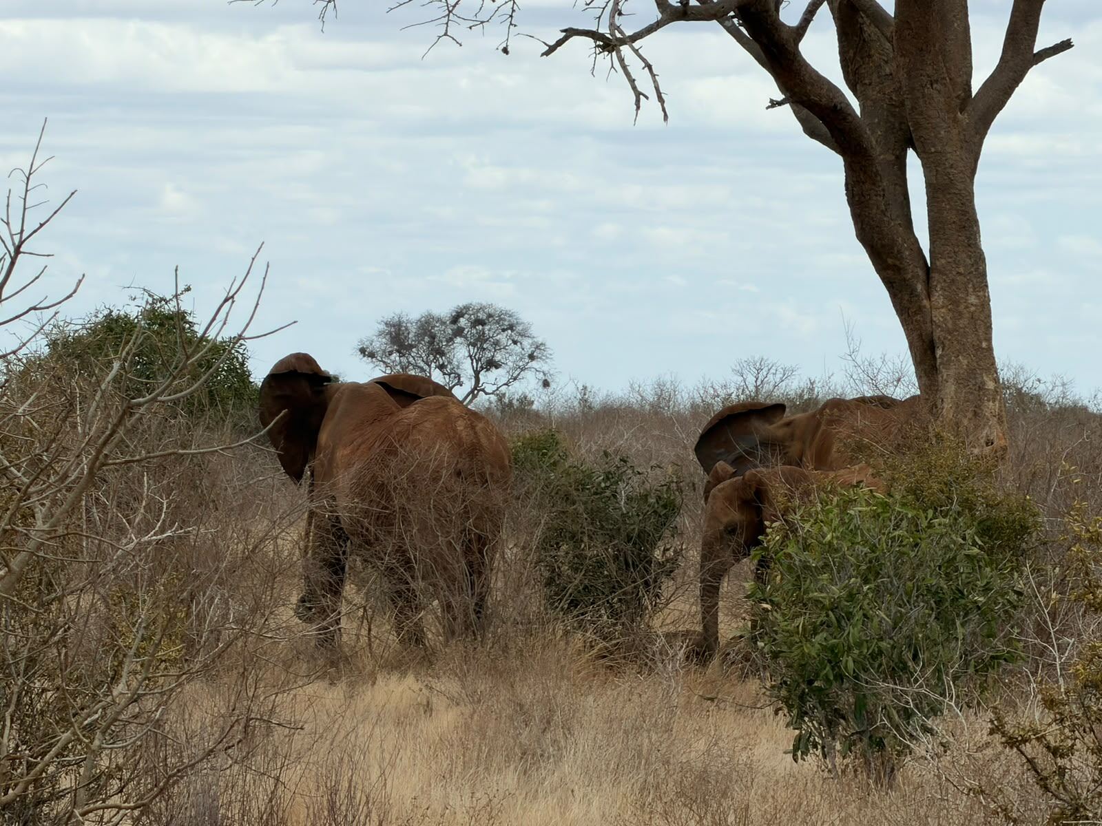 Elefanti nella savana di Amboseli