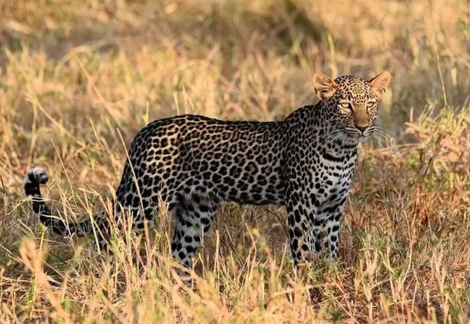 Leopardo tra l'erba alta di Tsavo Est