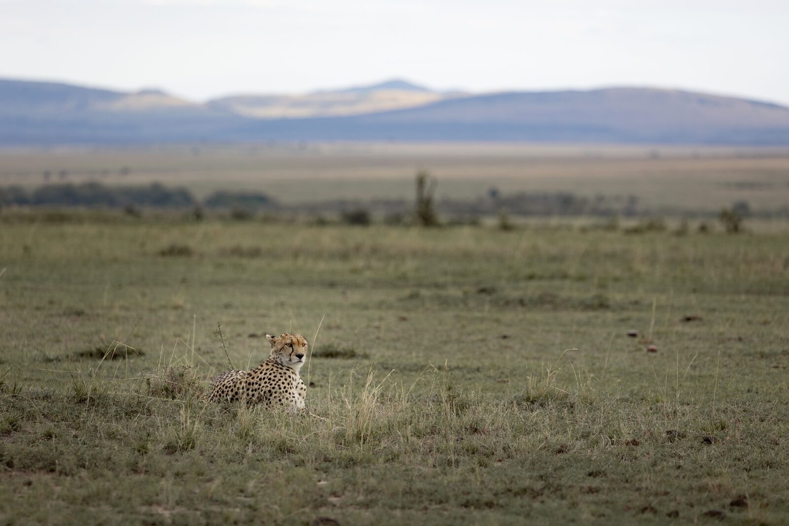 La savana keniota a perdita d'occhio