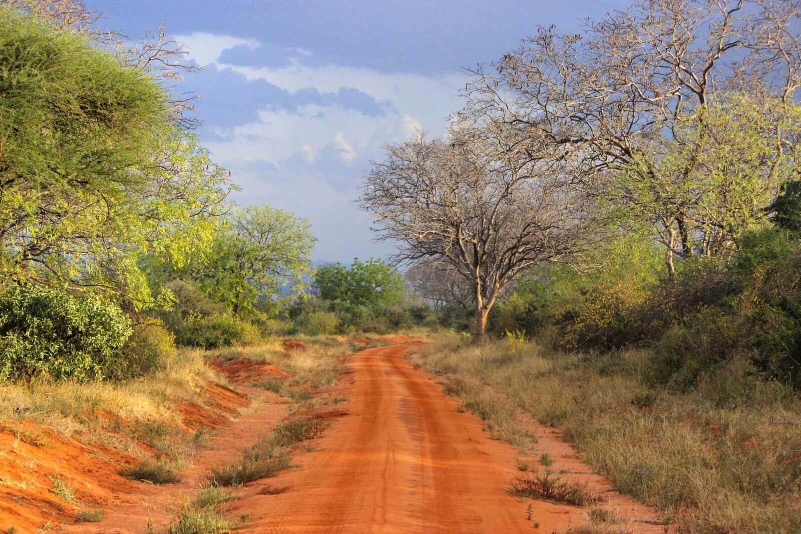 Sentiero di terra rossa tra le acacie